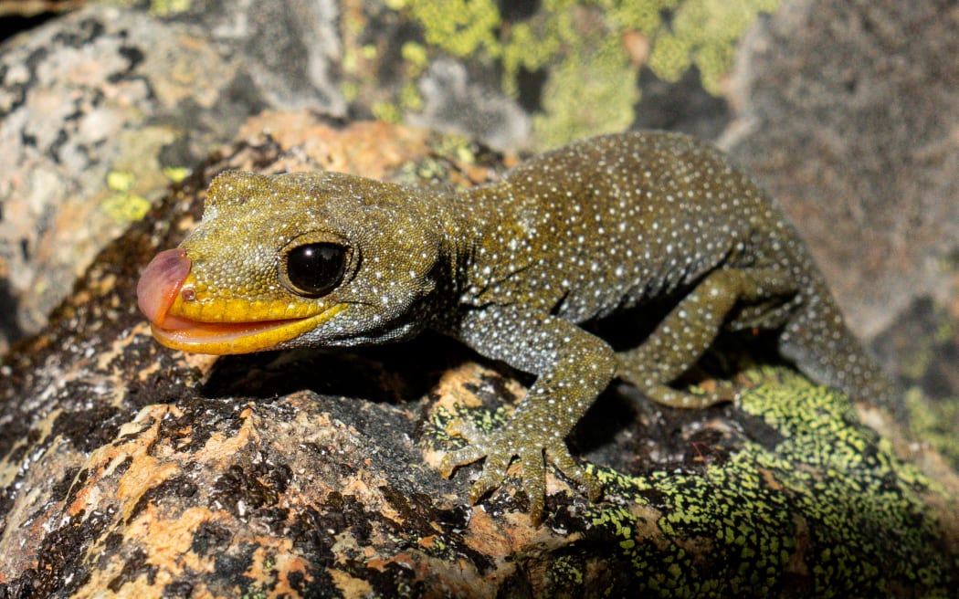 North Otago black-eyed gecko