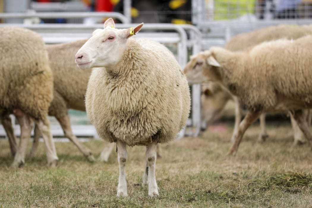 Sheep bred for milking by Mid Canterbury based Matt and Tracey Jones from Sheep Milk New Zealand.