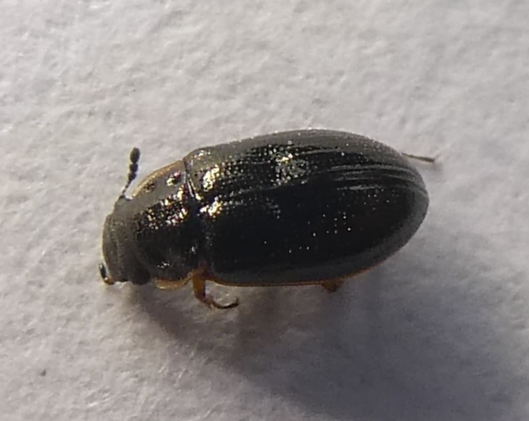 Reefton Beetle - Horelophus walkeri