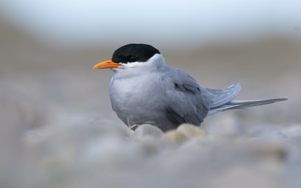 A close-up of a small grey bird with a black cap and bright orange beak, nestled among river stones.
