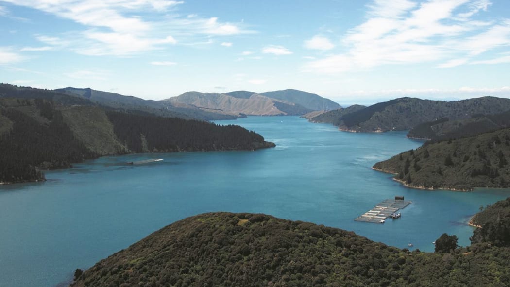 New Zealand King Salmon had hoped extending its Te Pangu Bay farm would prevent salmon from dying over hotter summers.