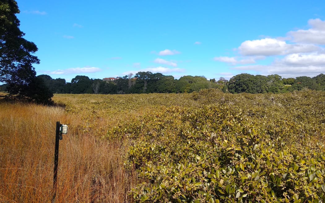 Salt marsh rush and mangrove habitats