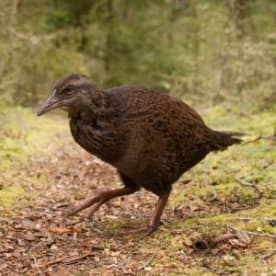 Photo for North Island weka
