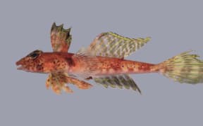 This colourful dragonet was one of three new species discovered during a recent survey of the Kermadec Islands.