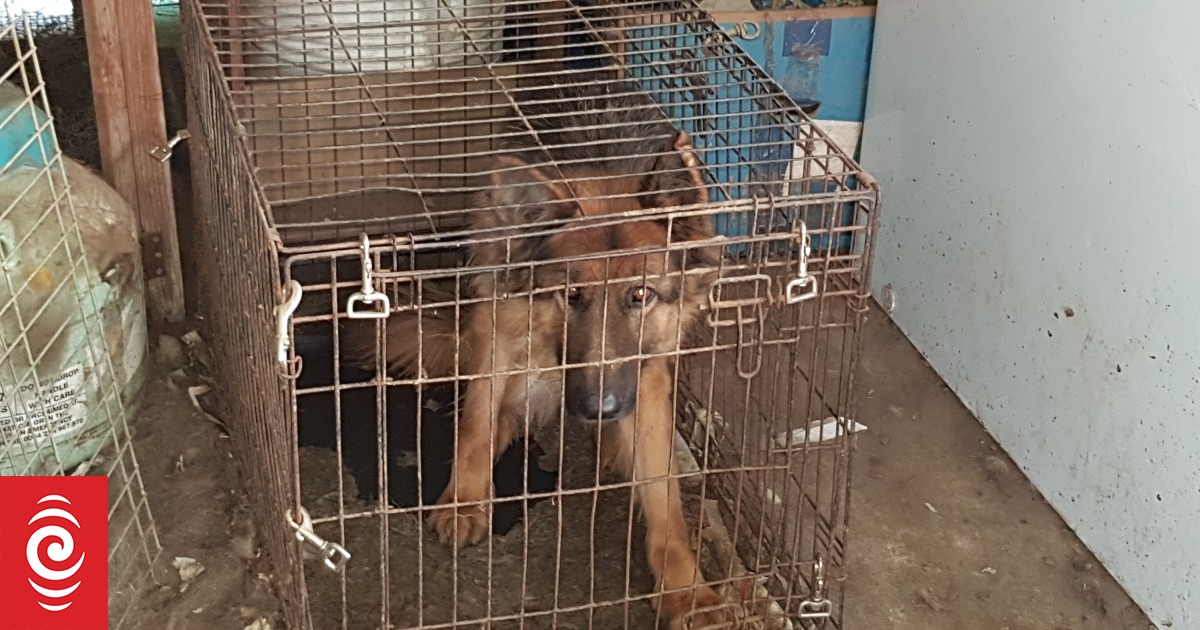 Neglectful dog breeder Janine Wallace fails in latest bid to overturn ban, convictions