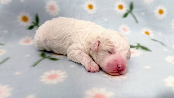 Viewers will be able to watch the newborn dogs 24/7 until they move to their new homes in December.