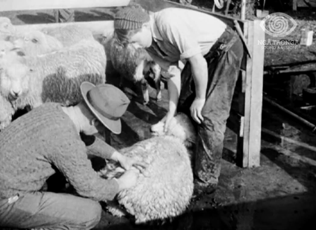 Merino_A Story of Sheep