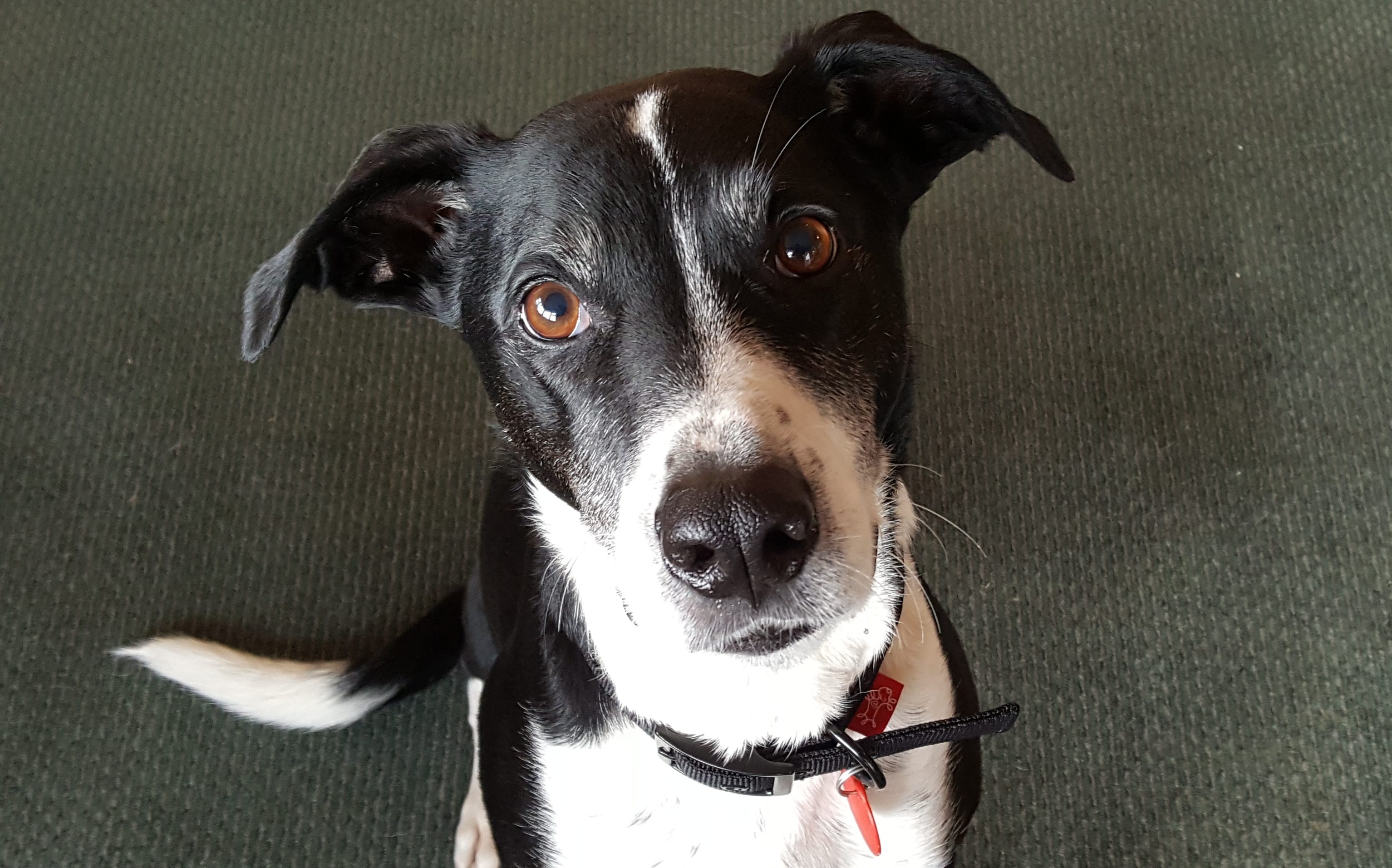 Black and white dog called Sprockett.