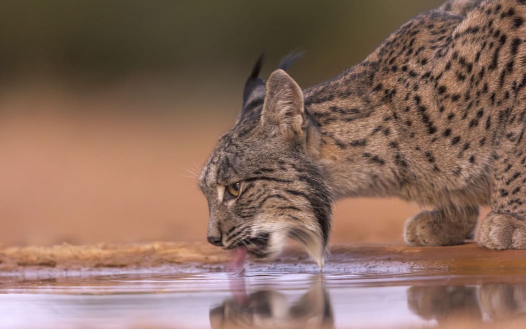 Spain, Province of Castilla-La Mancha, private property, Iberian Lynx or Spanish Lynx or Lynx pardelle (Lynx pardinus), drinking from a water hole (Photo by CORDIER Sylvain / hemis.fr / hemis.fr / Hemis via AFP)