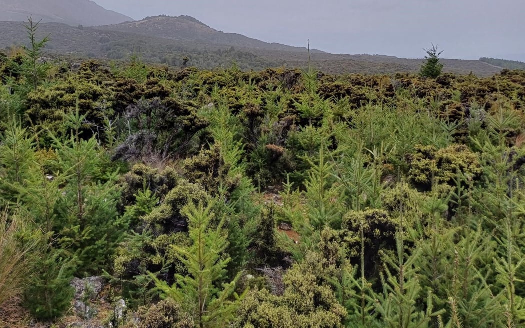 Wilding pines pictured at Mid Dome, Northern Southland. The trees are causing major issues in the region.