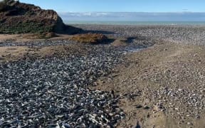 Thousands of eels stranded on a farm in Selwyn district after flooding.