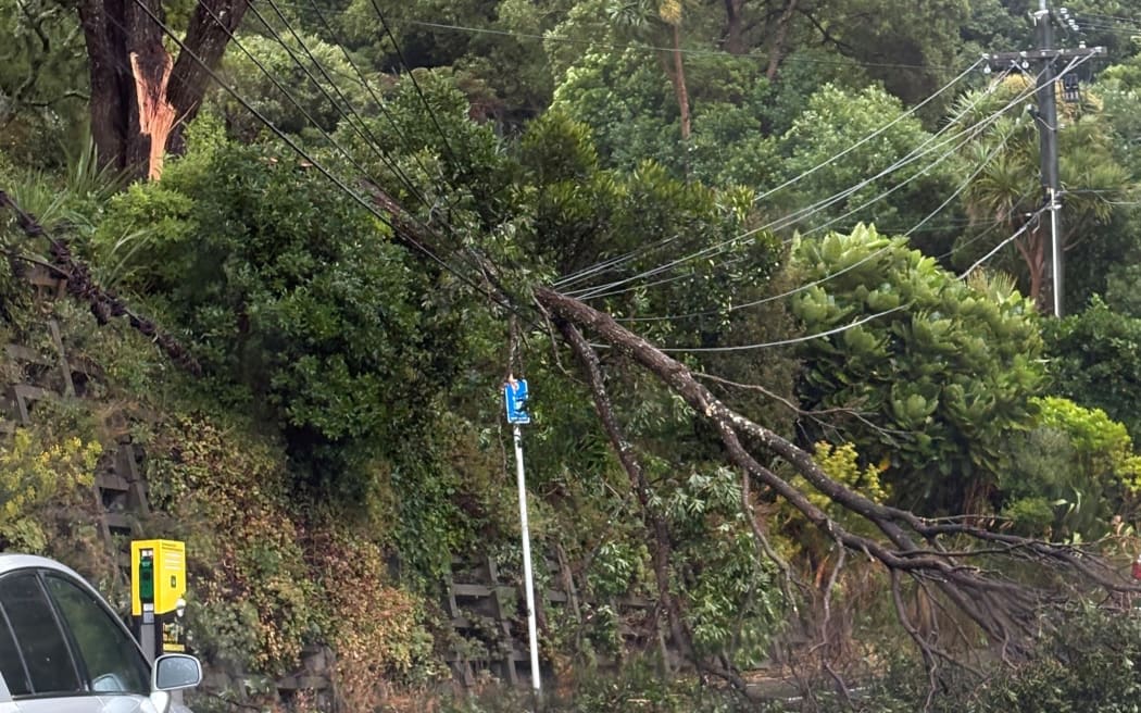 A tree has fallen on power lines on Hornsey Road in Wellington.