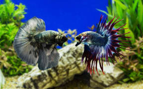 Siamese fighting fish