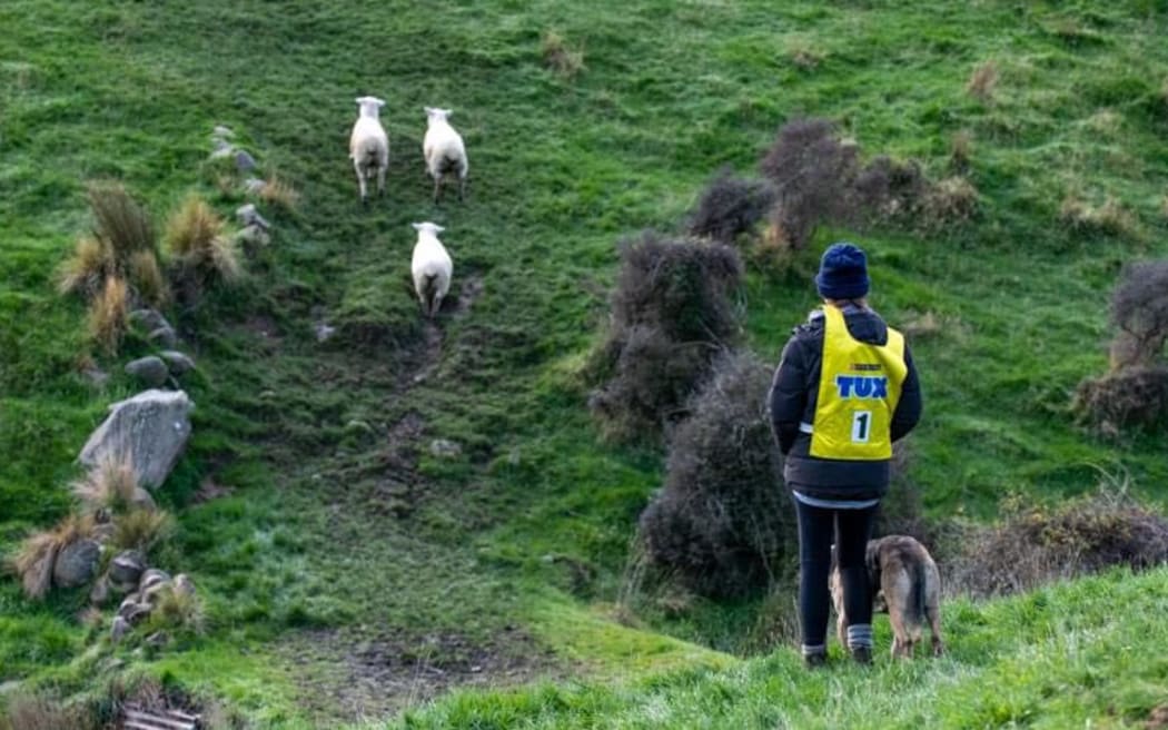 Lana Chrystal and her dog Karla competing at the NZ championships in Warepa, Balclutha
