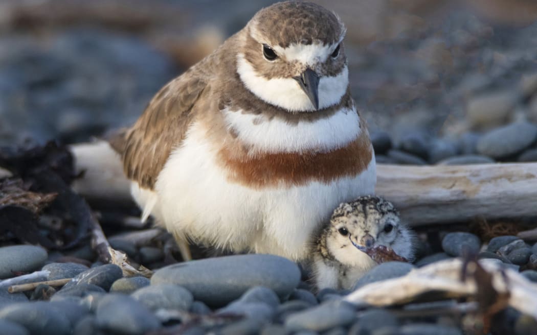 A banded dotterel mother and chick.