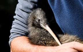 a kiwi
