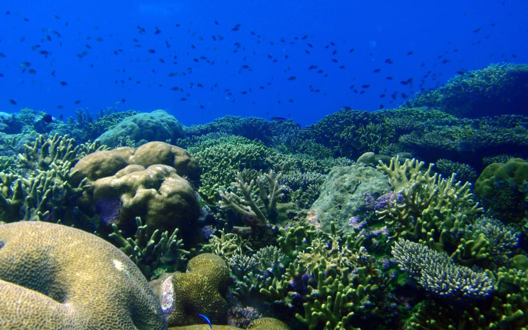 Coral Reef, live