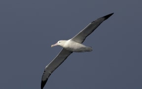 Royal albatross in flight.
