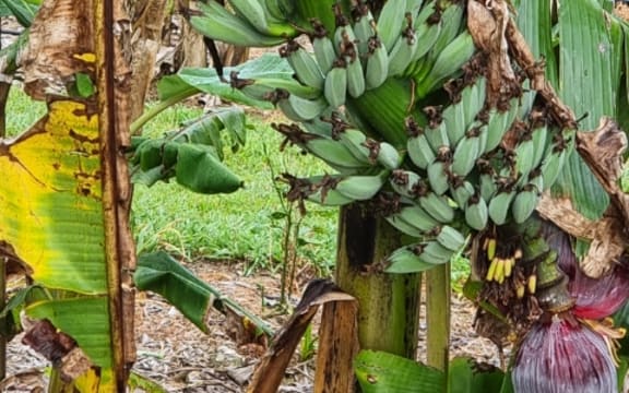 Blue Java Banana