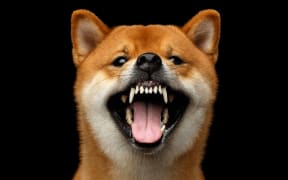 Aggressive Portrait of Growls Shiba inu Dog, Isolated Black Background, Front view