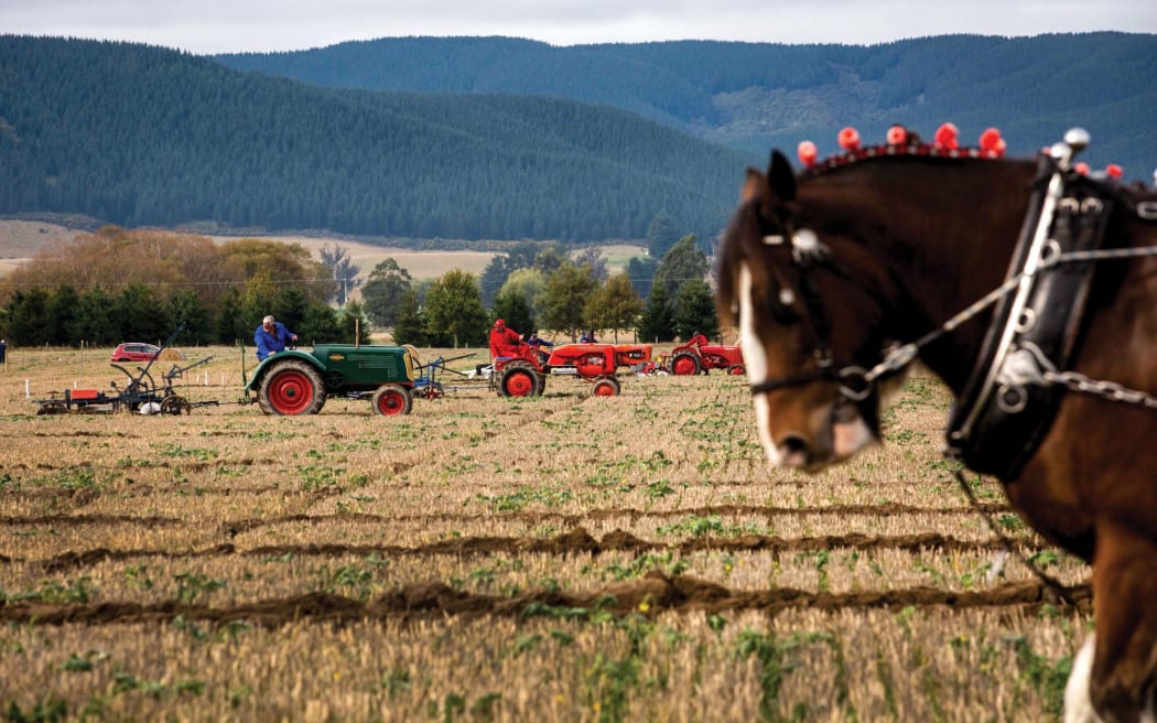 A Clydesdale draws a plough. In the background, farmers on tractors pull ploughs behind them through yellow fields.