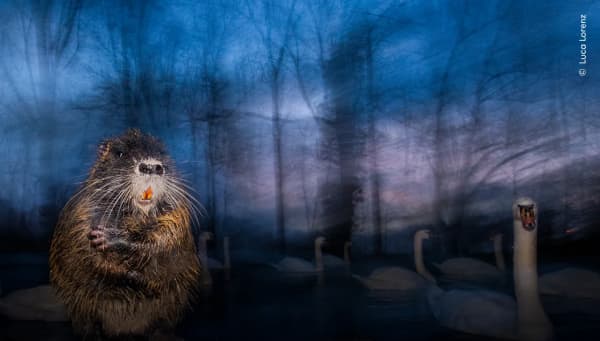 Watchful Moments by Luca Lorenz, Germany. A coypu – a rodent introduced from South America – appeared in the frame as Luca photographed swans at a lake.