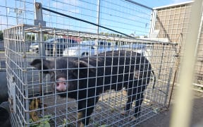 A pig that ran wild on Auckland's motorway has finally been captured.