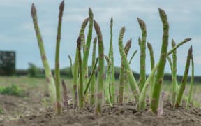 Asparagus growing in Horowhenua
