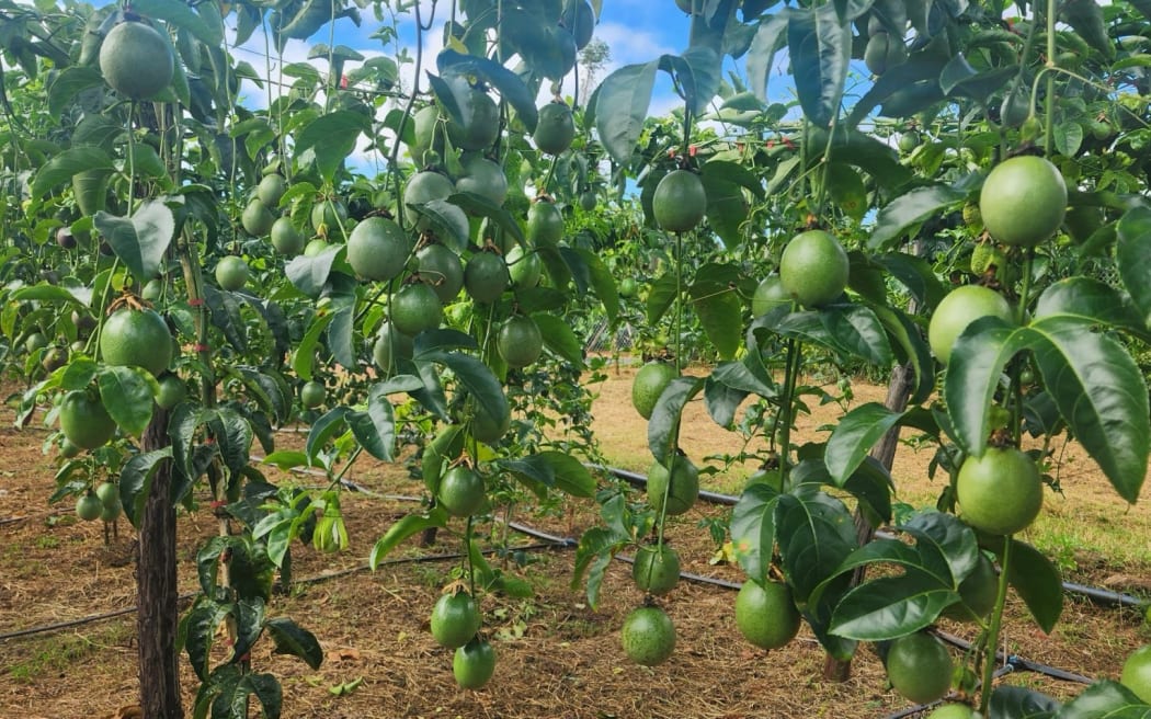 Passionfruit on the vine in Vietnam.