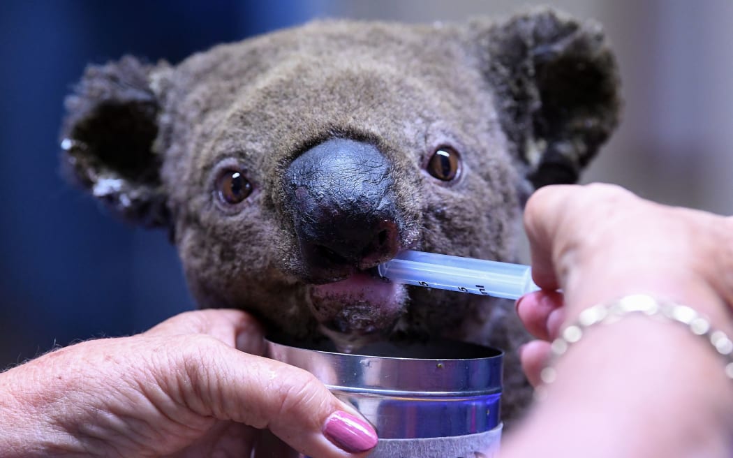 A dehydrated and injured Koala receives treatment at the Port Macquarie Koala Hospital in Port Macquarie on November 2, 2019, after its rescue from a bushfire that has ravaged an area of over 2,000 hectares.