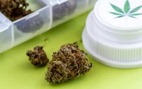 Medical marijuana buds in daily pill organizer with branded prescription bottle lid sitting on green background