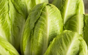 Raw Green Romaine Lettuce