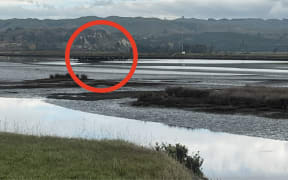 A Napier man our running was shocked to see 20-30 cows in the water at the estuary in Napier about half a kilometre from Pandora Pond.