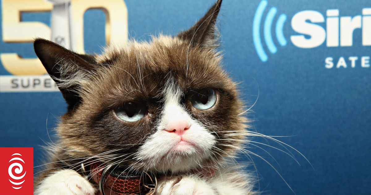 Grumpy Cat wins 971k payout in copyright lawsuit RNZ News