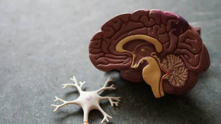 Representation of the human brain.
