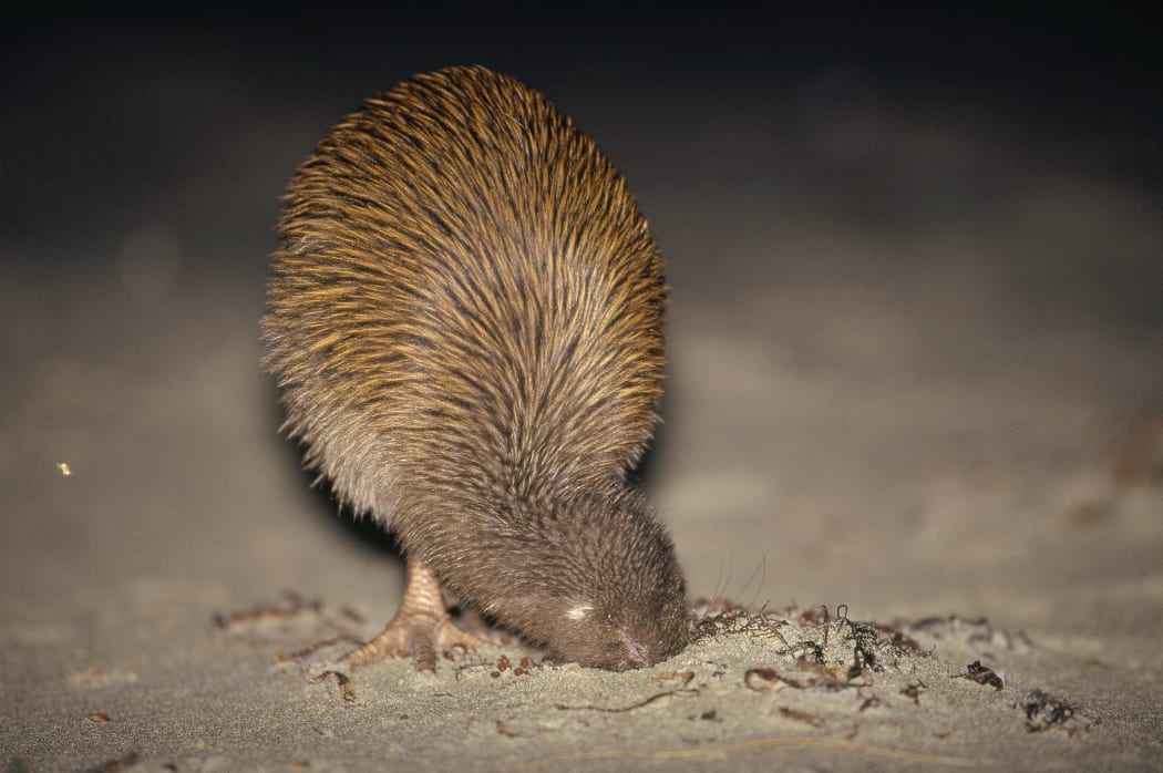 A southern brown kiwi hunts sandhoppers around rotting kelp on Stewart Island.