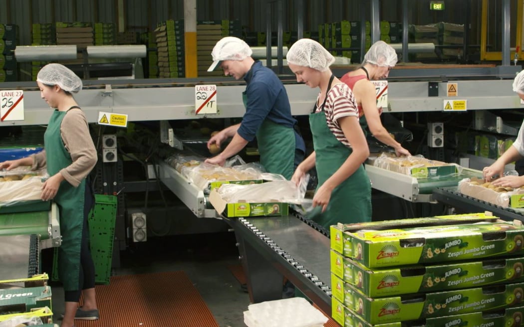 Checkpoint's Zac Fleming tries his hand at kiwifruit packing.