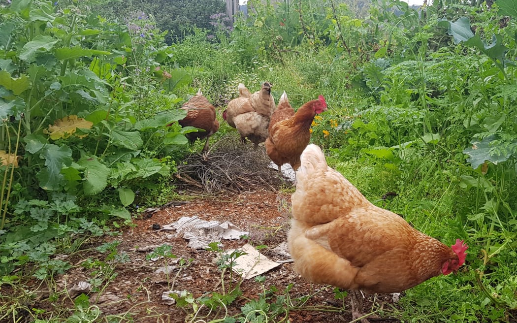 chickens on fresh ground weeding for me bugs for them edible backyard