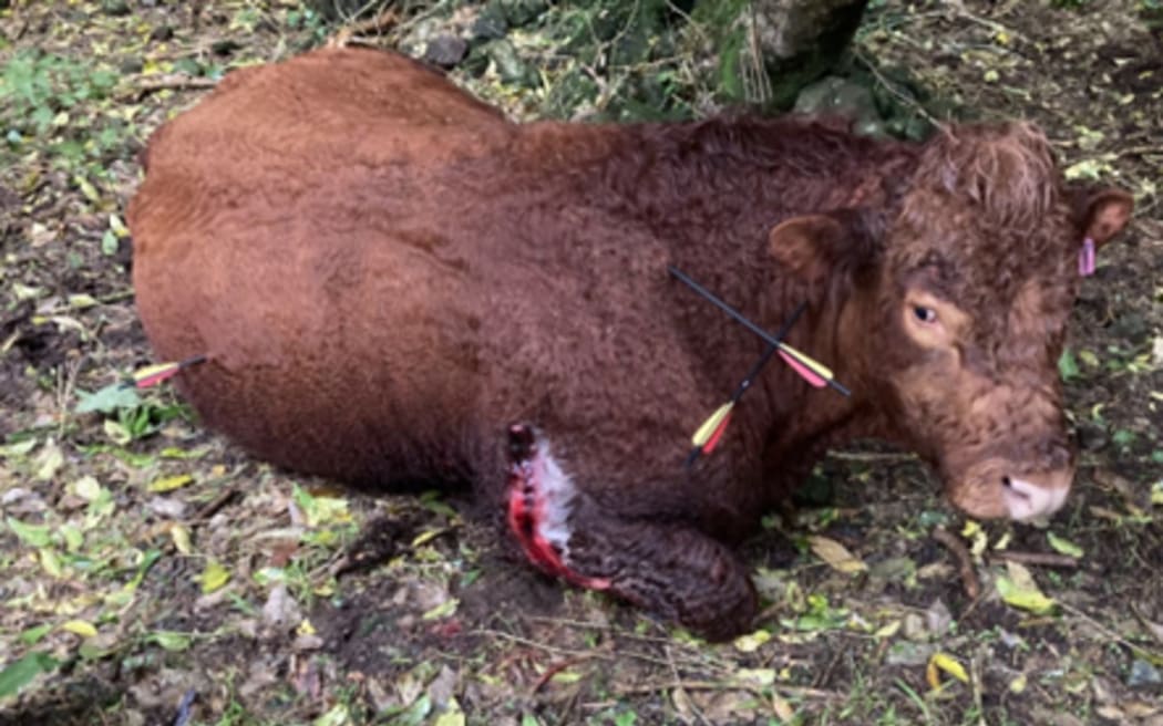Bull injured by arrows fired by 2 offenders