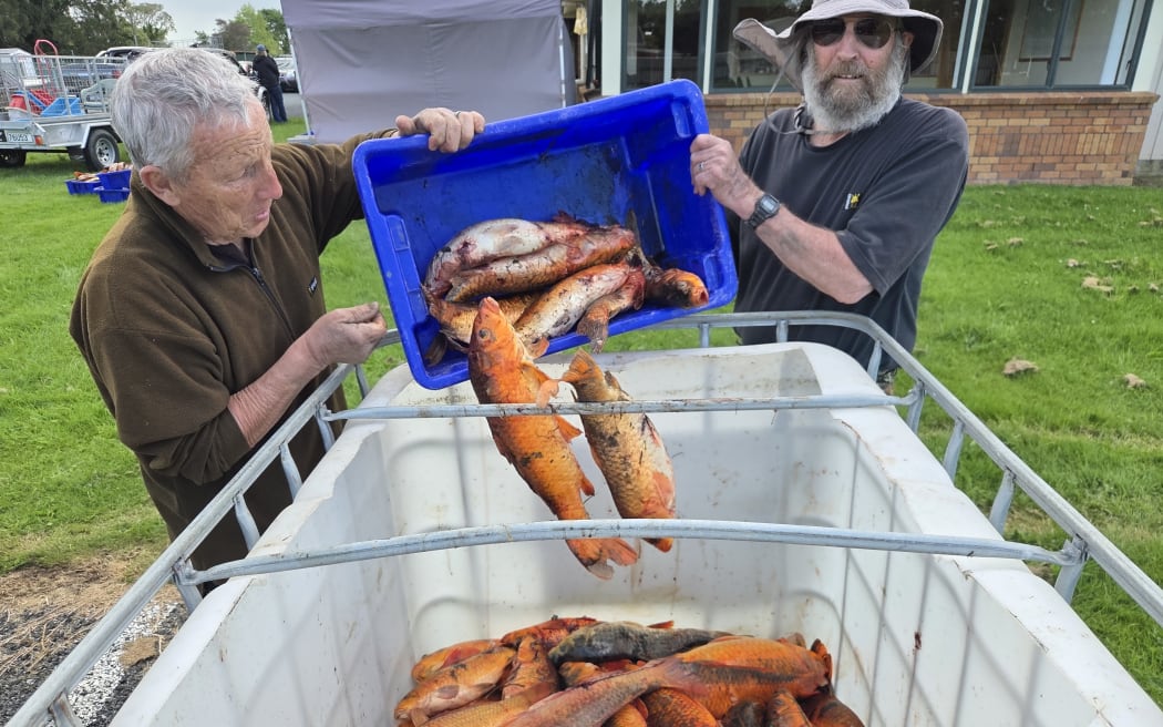 A few of the 4661kg of Koi Carp shot over the weekend