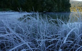 Frost on lakeside grass at Lake Rotopounamu, in Tongariro National Park.
