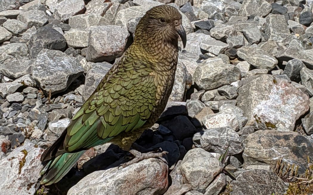 Kea in Arthurs Pass
