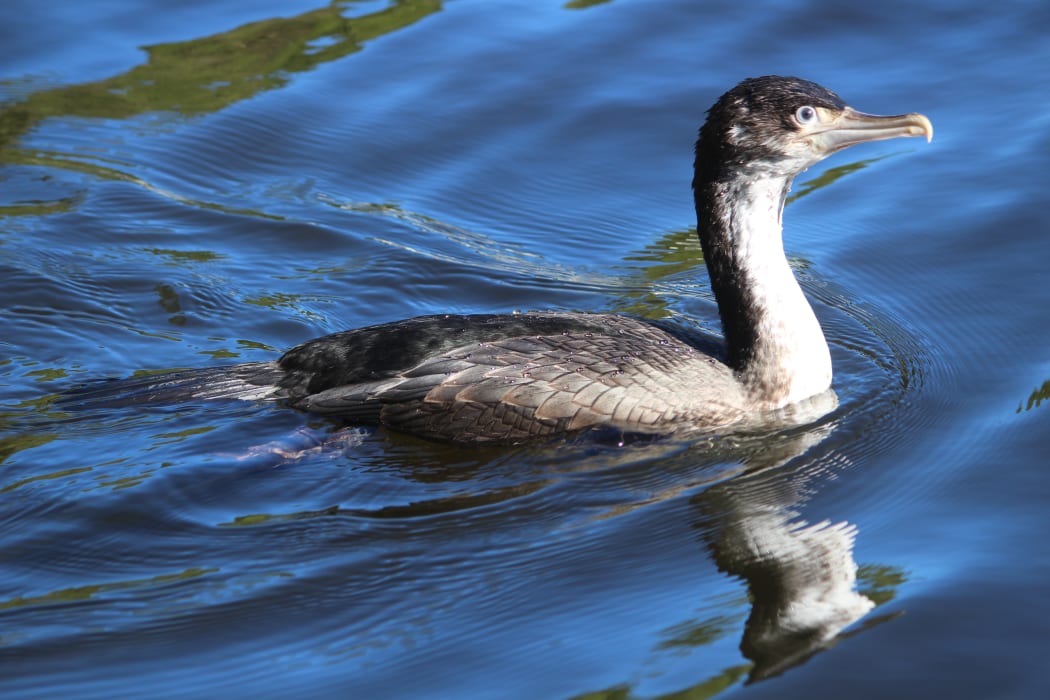 Juvenile  kāruhiruhi/pied shag on the lower lake