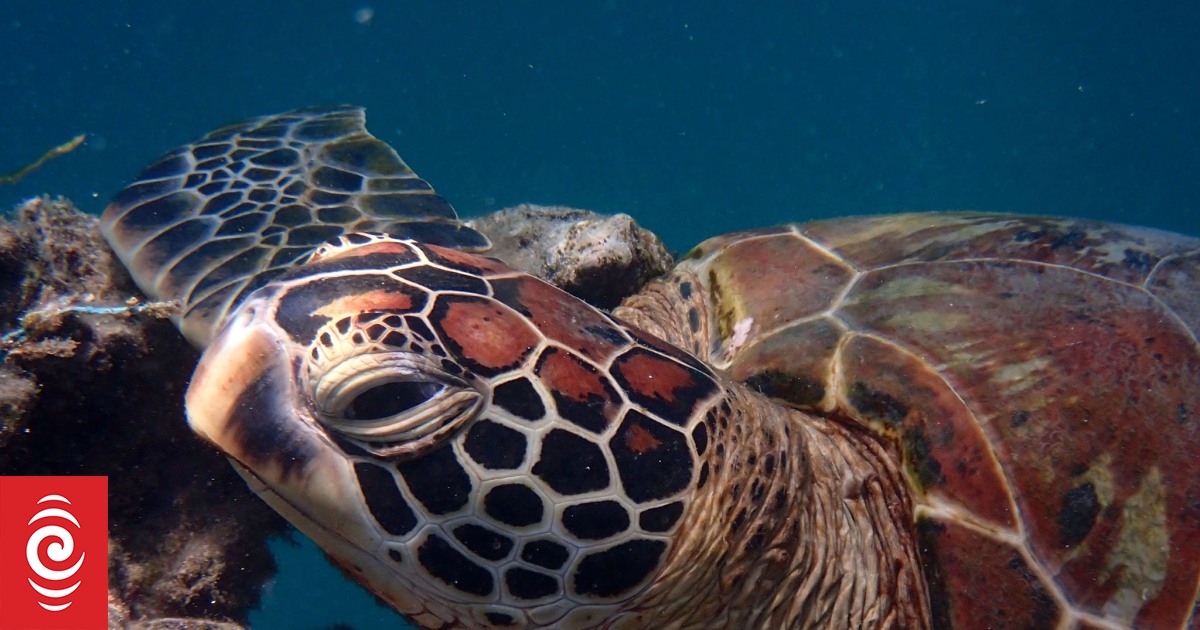 Cook Islands turtle facial recognition project aims to help conservation efforts - Vimarsana News