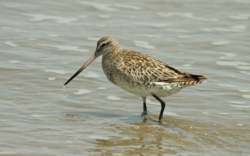 bar-tailed godwit