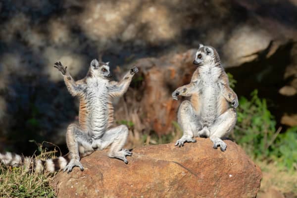 Welcome to Zen Lemur Yoga Course!