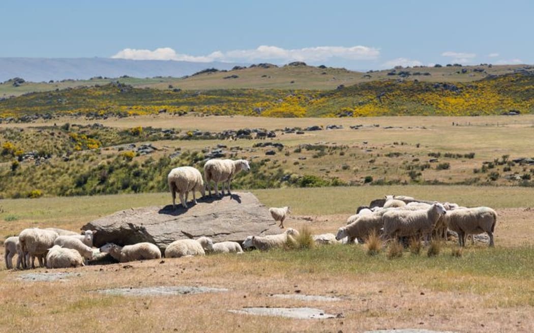 Sheep graze in the highlands of the South Island of New Zealand.