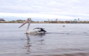 Pelican on Perth's Swan River