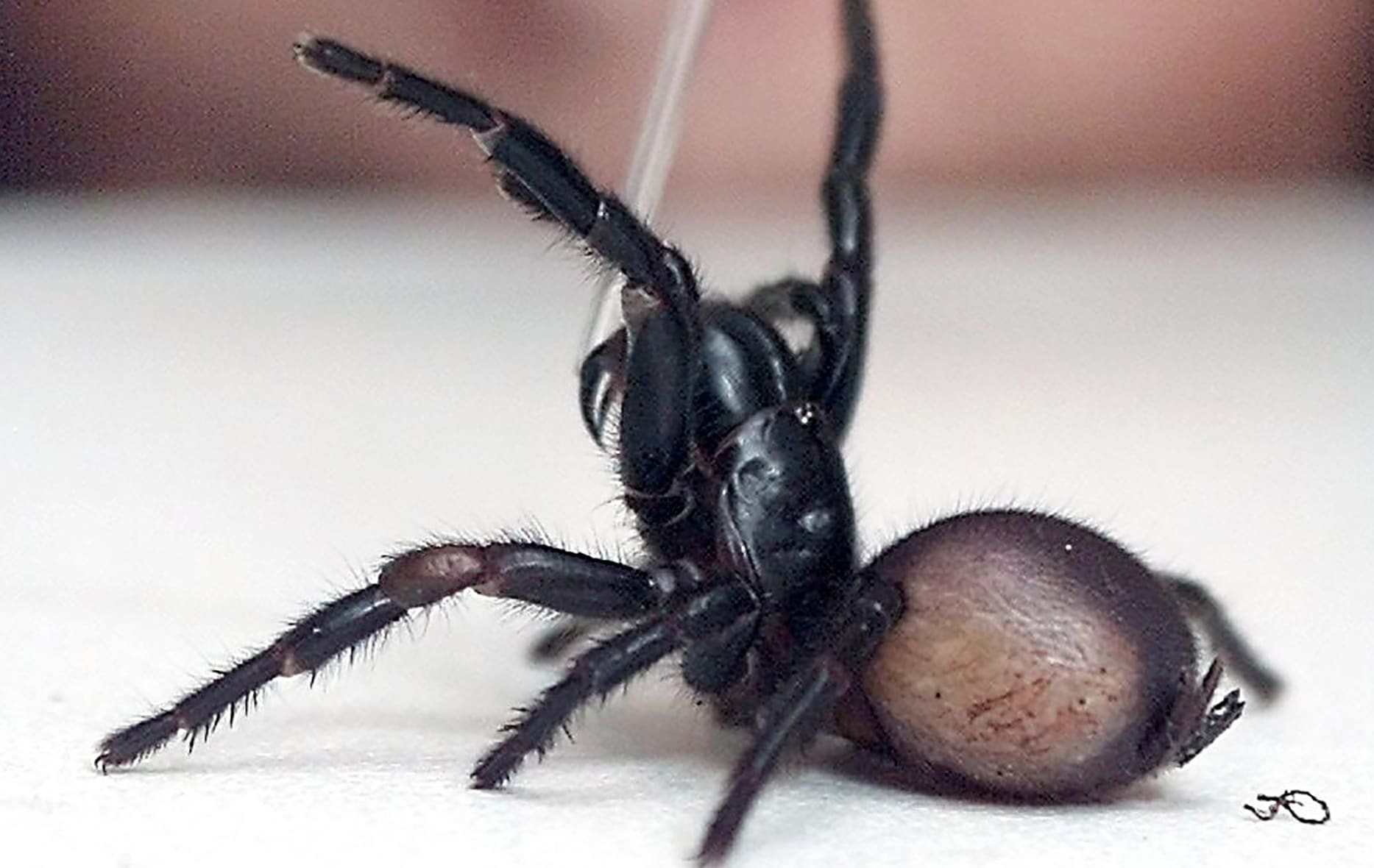 A deadly funnel-web spider is milked for its venom at the Australian Reptile Park in Sydney.