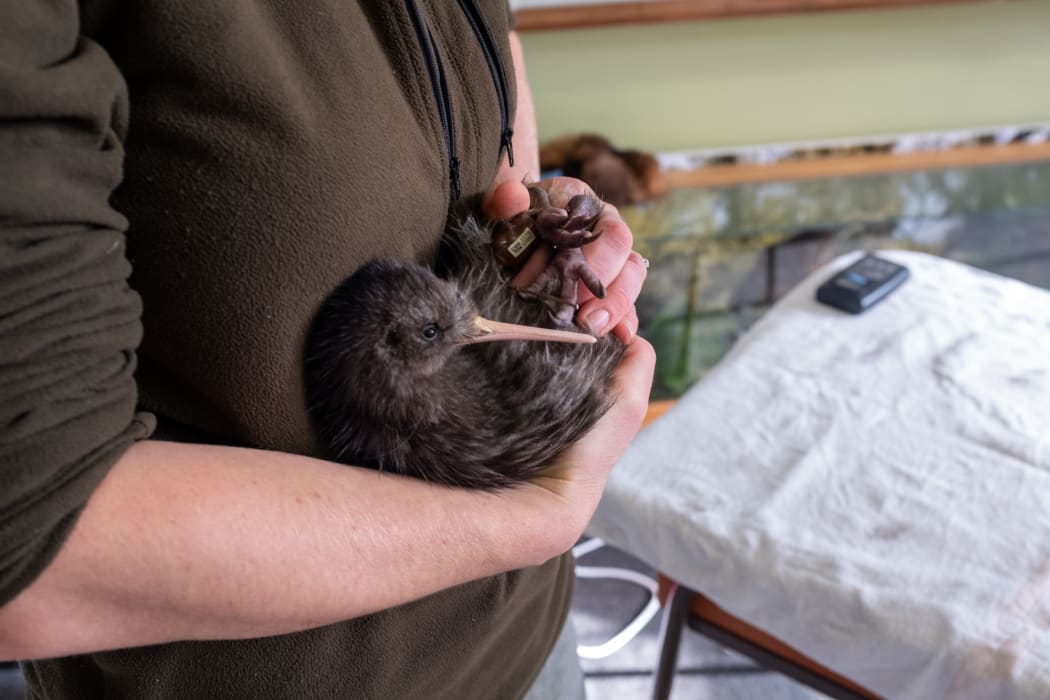 Rotokare Conservation Manager Fiona Gordon with a kiwi.